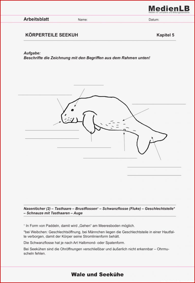 Seekühe Lesequiz – Unterrichtsmaterial im Fach