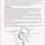 Sekundarstufe I Unterrichtsmaterial Biologie