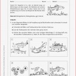 Sekundarstufe I Unterrichtsmaterial Biologie