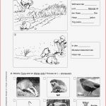 Sekundarstufe I Unterrichtsmaterial Biologie