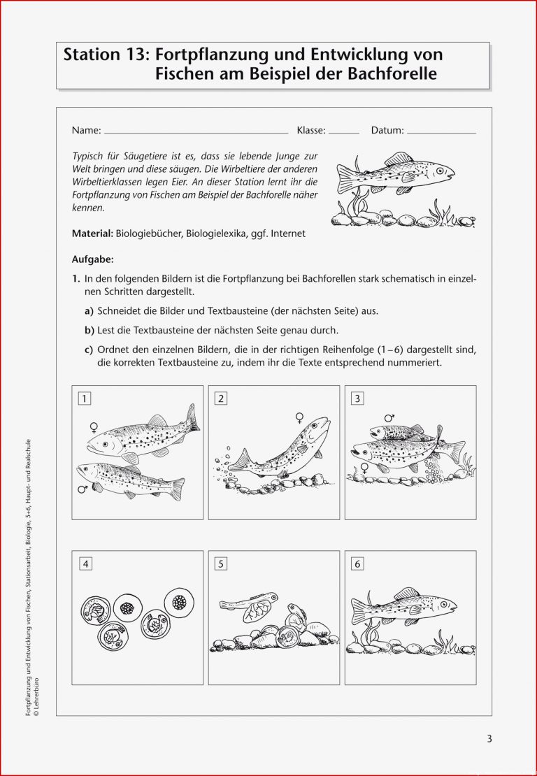 Sekundarstufe I Unterrichtsmaterial Biologie