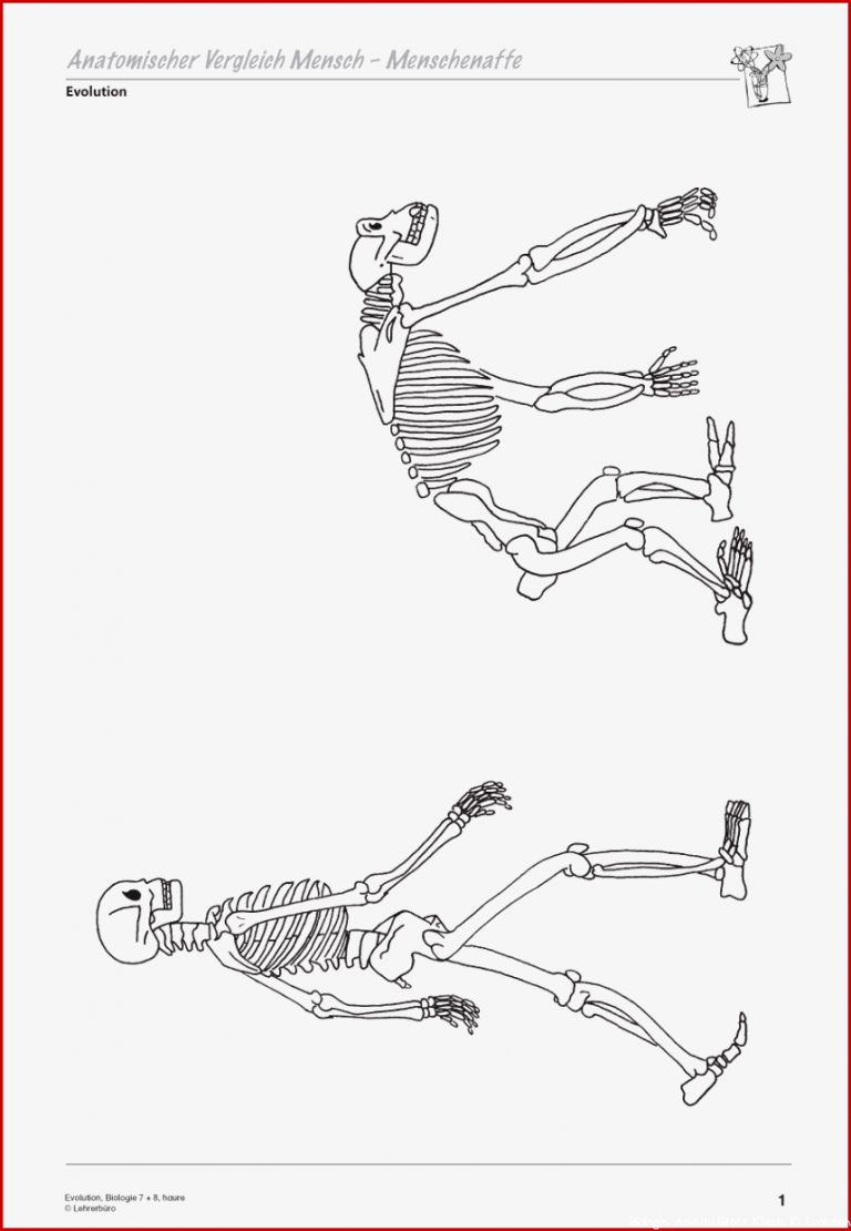 Sekundarstufe I Unterrichtsmaterial Biologie Evolution