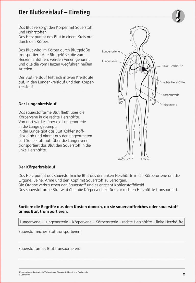 Sekundarstufe I Unterrichtsmaterial Biologie Körper und