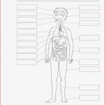 Sekundarstufe I Unterrichtsmaterial Biologie Körper Und