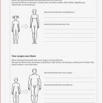 Sekundarstufe I Unterrichtsmaterial Biologie Körper Und