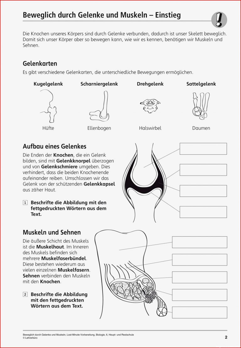 Sekundarstufe I Unterrichtsmaterial Biologie Körper und