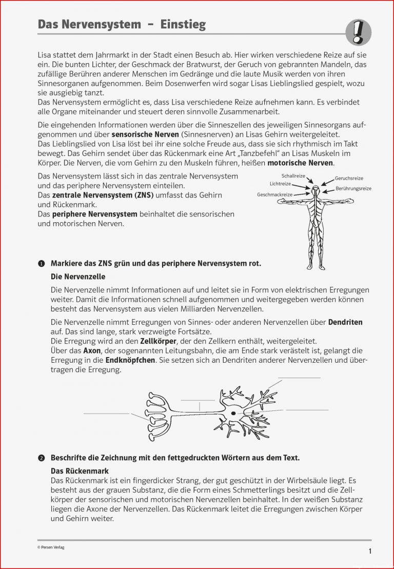 Sekundarstufe I Unterrichtsmaterial Biologie Körper Und