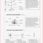 Sekundarstufe I Unterrichtsmaterial Biologie Pflanzen