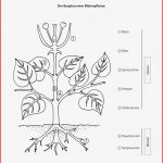 Sekundarstufe I Unterrichtsmaterial Biologie Pflanzen