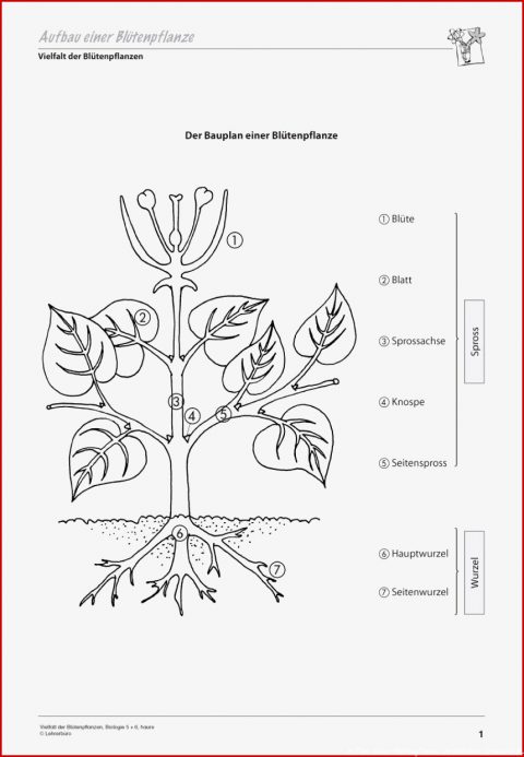 Aufbau Einer Blütenpflanze Arbeitsblatt 5. Klasse 7 Erstaunlich Aufbau Einer Blütenpflanze Arbeitsblatt Grundschule Sie