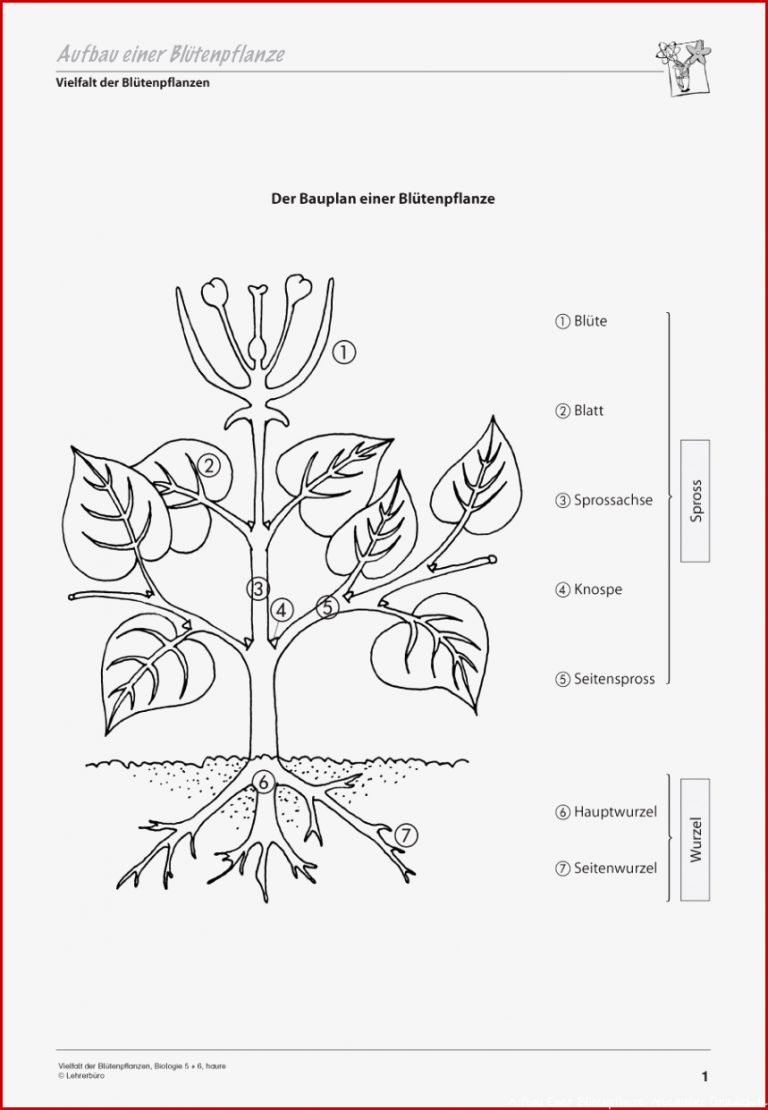 Sekundarstufe I Unterrichtsmaterial Biologie Pflanzen