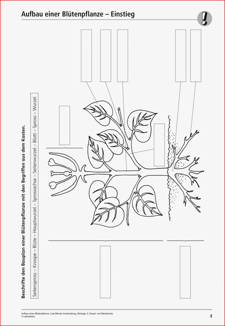 Sekundarstufe I Unterrichtsmaterial Biologie Pflanzen