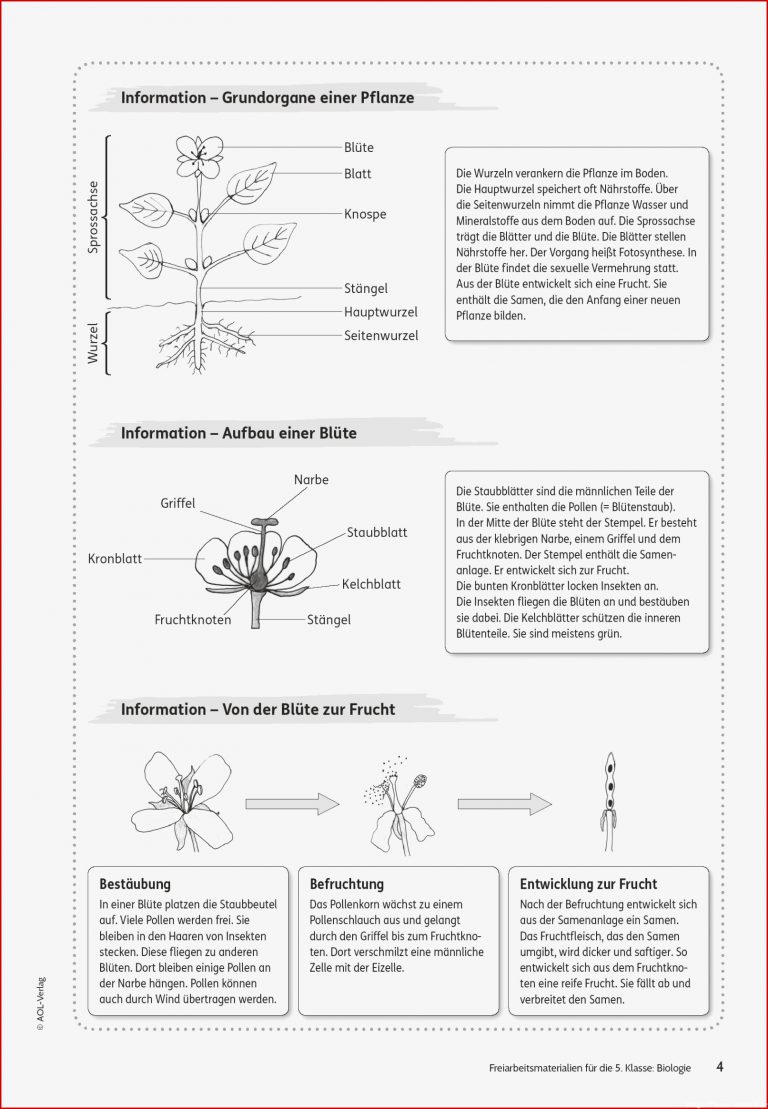 Sekundarstufe I Unterrichtsmaterial Biologie Pflanzen