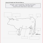Sekundarstufe I Unterrichtsmaterial Biologie Tiere