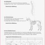 Sekundarstufe I Unterrichtsmaterial Biologie Tiere