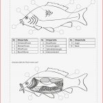 Sekundarstufe I Unterrichtsmaterial Biologie Tiere