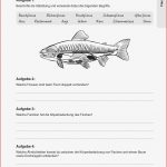 Sekundarstufe I Unterrichtsmaterial Biologie Tiere Fische