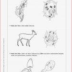 Sekundarstufe Unterrichtsmaterial Biologie