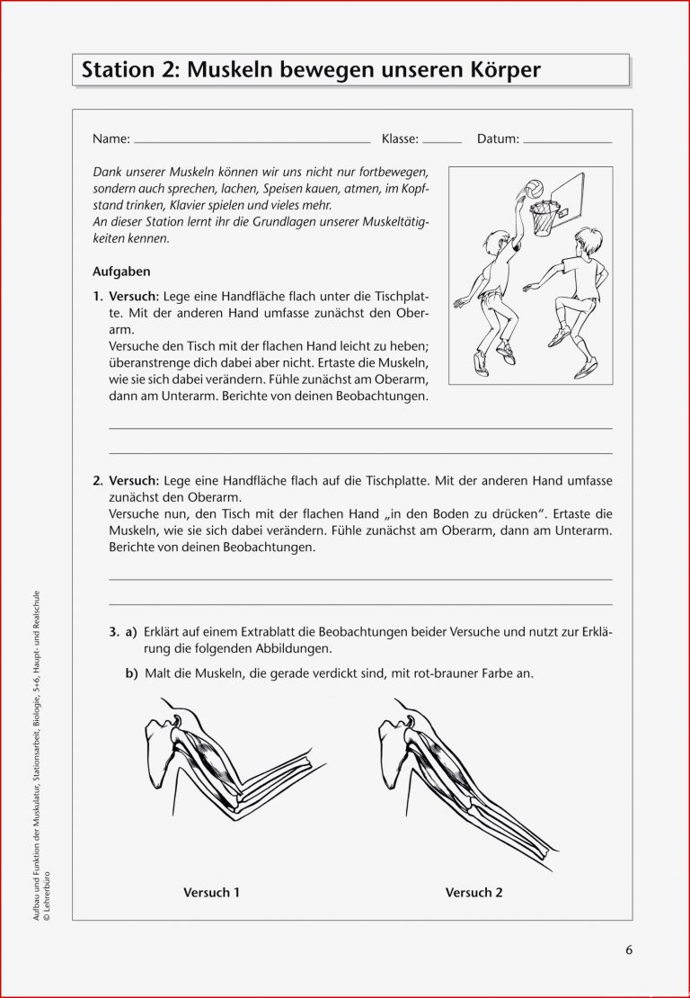 Sekundarstufe Unterrichtsmaterial Biologie Körper Und