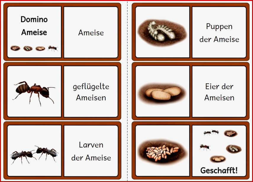 Silbentrennung Grundschule Ameise Carl Winslow Grundschule