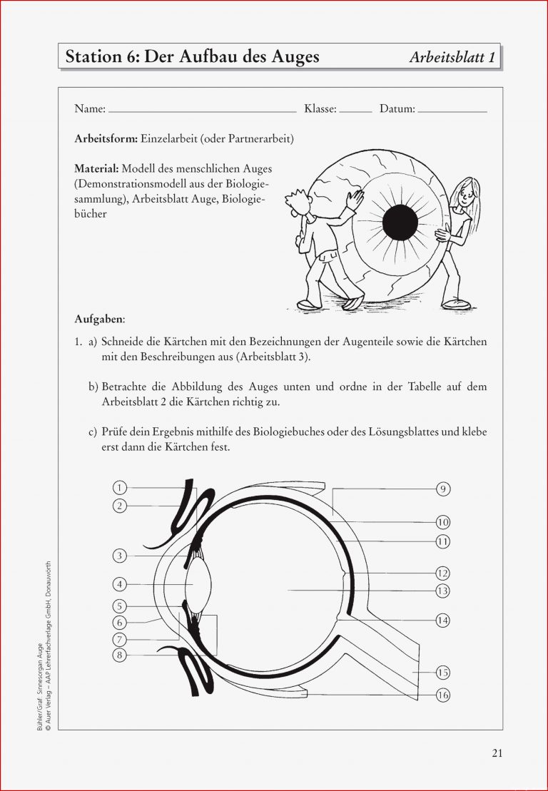 Sinnesorgan Auge Buch von Tanja Bühler versandkostenfrei