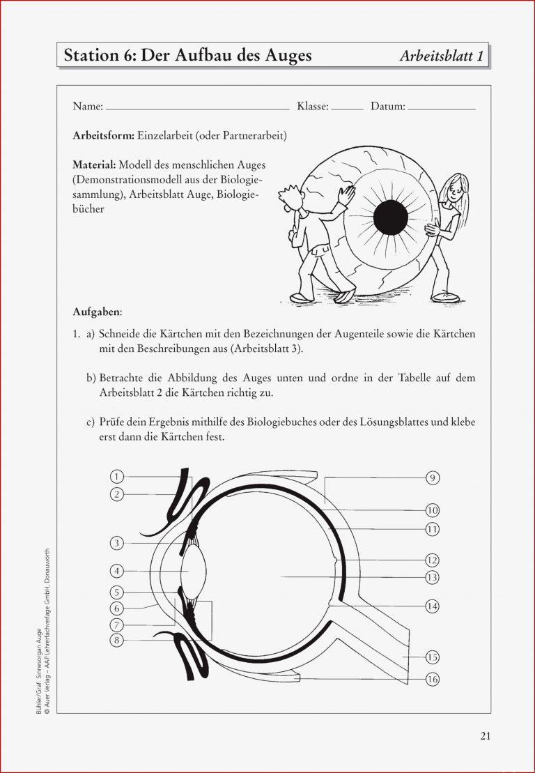 Sinnesorgan Auge Buch von Tanja Bühler versandkostenfrei zum Download Sinnesorgan Auge Buch von Tanja Bühler versandkostenfrei