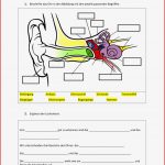 Sinnesorgane Arbeitsblätter 7 Klasse April Rarter Schule