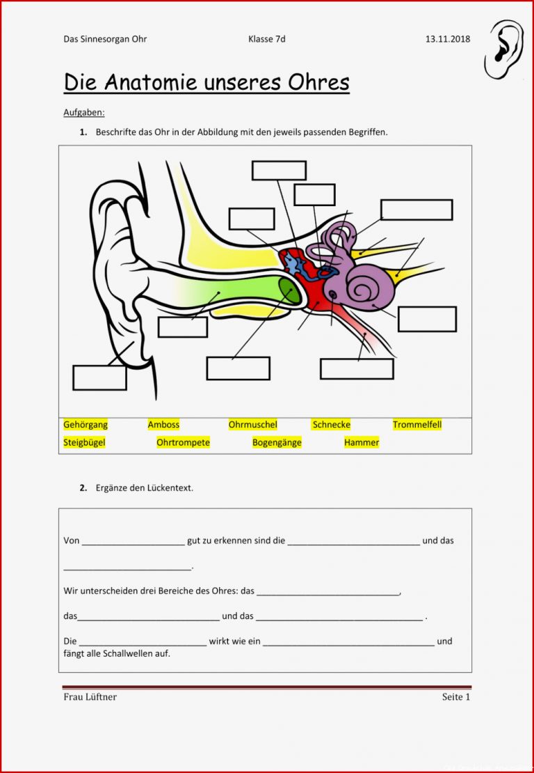 Sinnesorgane Arbeitsblätter 7 Klasse April Rarter Schule