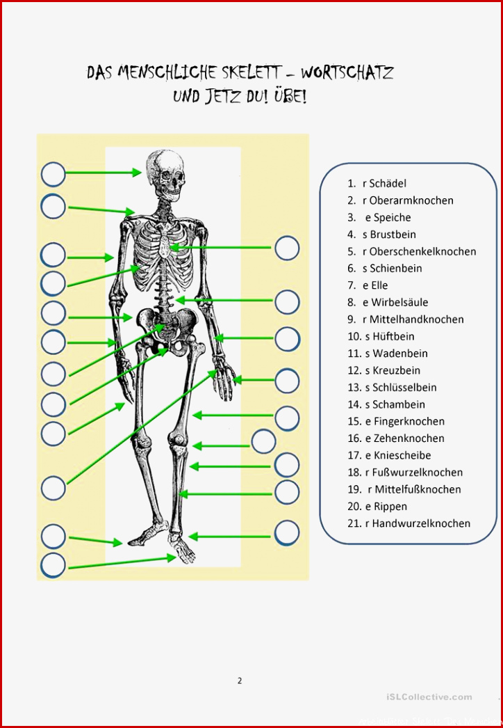 Skelett Arbeitsblatt Kostenlos