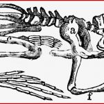 Skelett Des Frosches A Schulterblatt B Unterschenkel