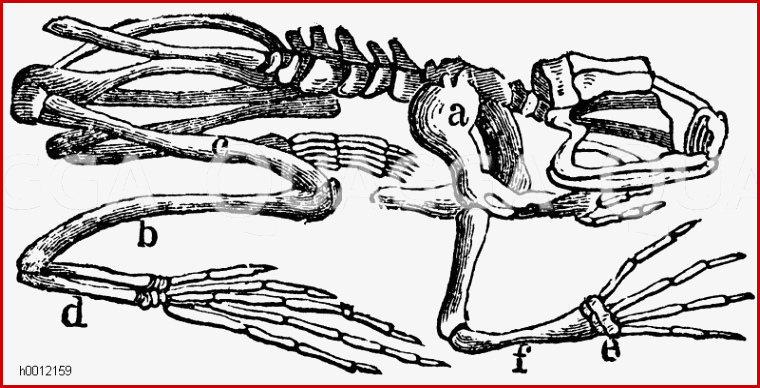 Skelett des Frosches a Schulterblatt b Unterschenkel
