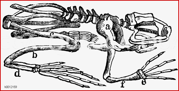 Skelett Des Frosches A Schulterblatt B Unterschenkel