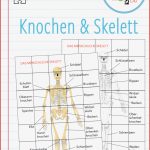 Skelett Grundschule Unterrichtsmaterial Catherine Miller