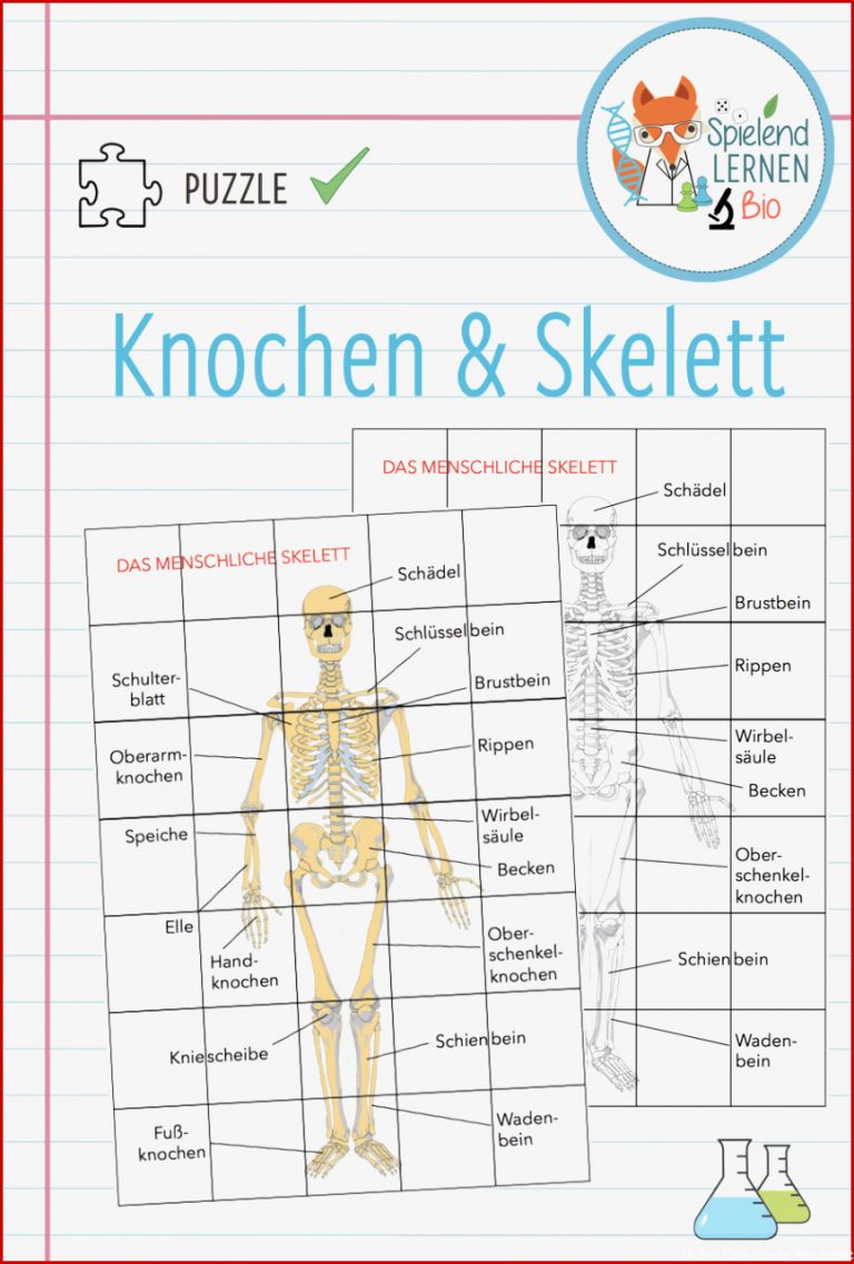 Skelett Grundschule Unterrichtsmaterial Catherine Miller