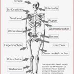 Skelett Hund Beschriften Arbeitsblatt