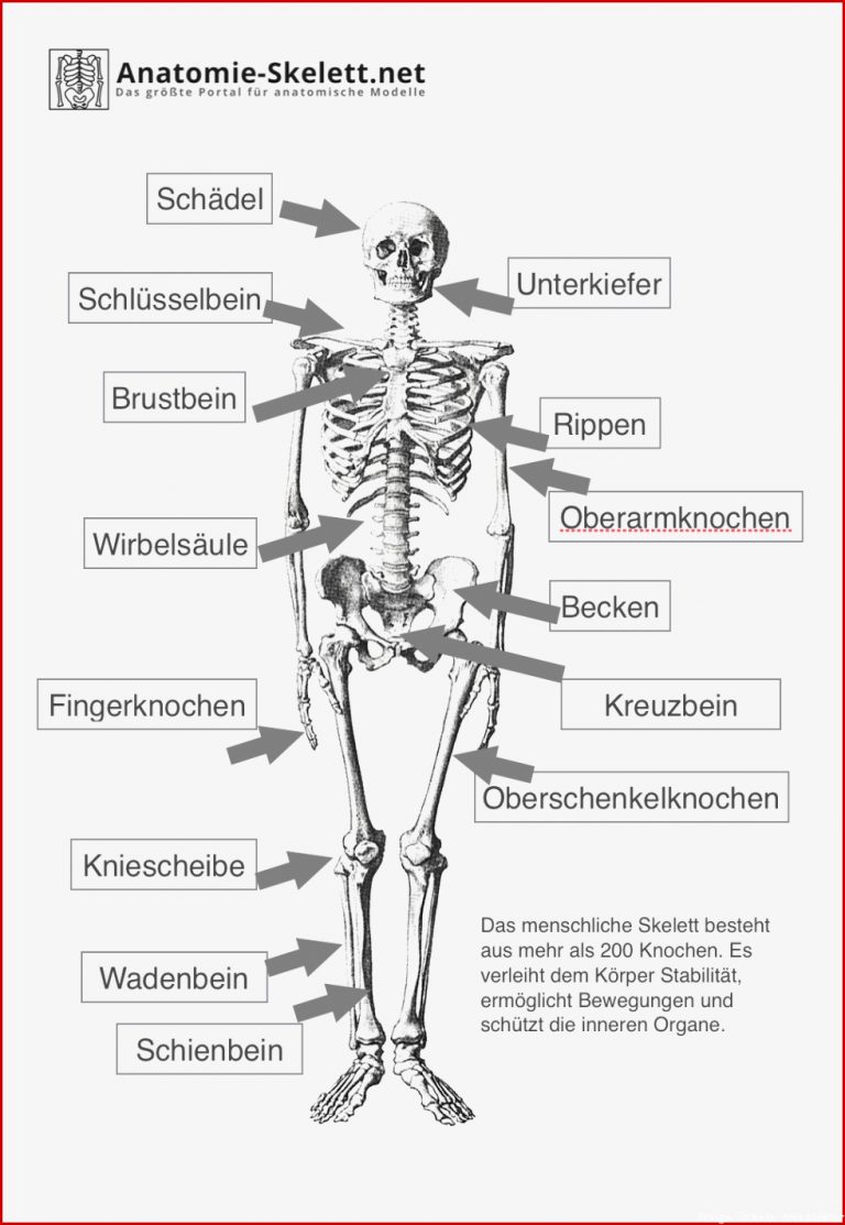 Skelett Hund Beschriften Arbeitsblatt