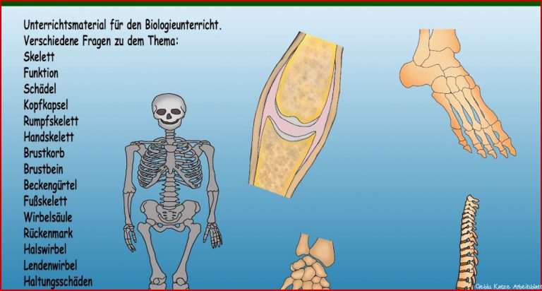 Skelett Katze Beschriften Arbeitsblatt Mark Clifford Schule