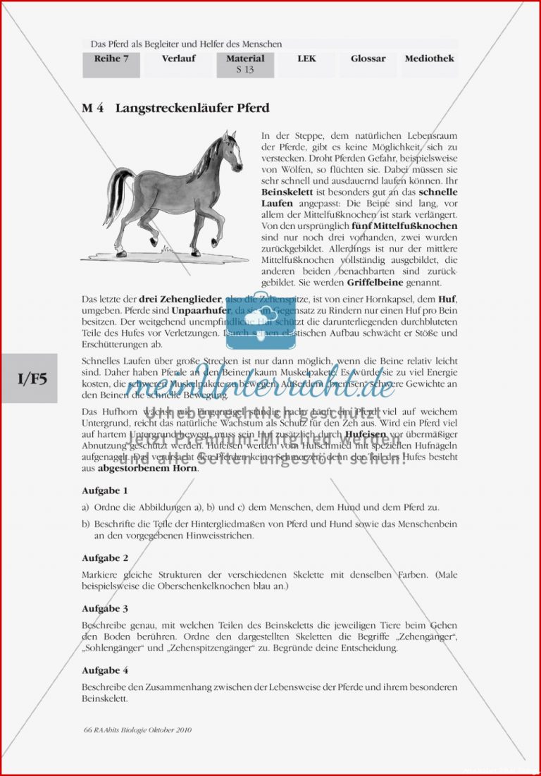 Skelett Pferd Arbeitsblatt