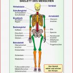 Skelett Und Muskulatur St 8012