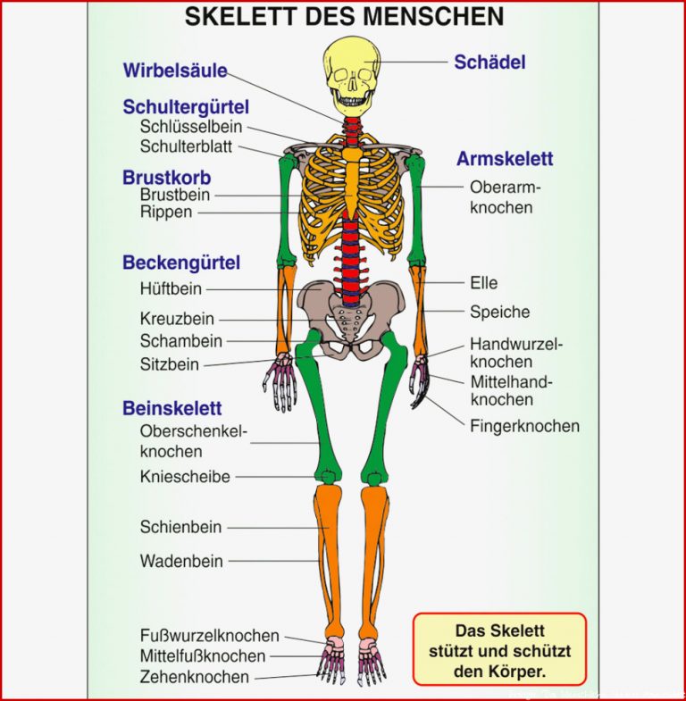 Skelett Und Muskulatur St 8012