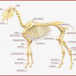 Skelett Vom Pferd Information Online