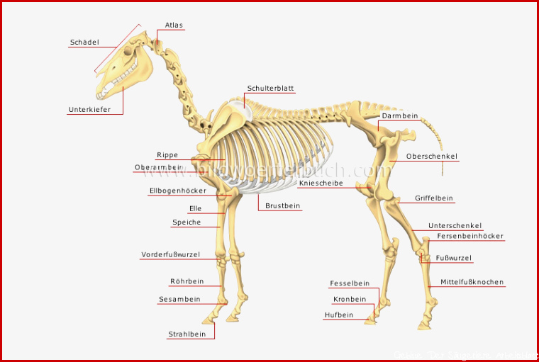 Skelett Vom Pferd information online