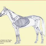 Skelett Vom Pferd Information Online