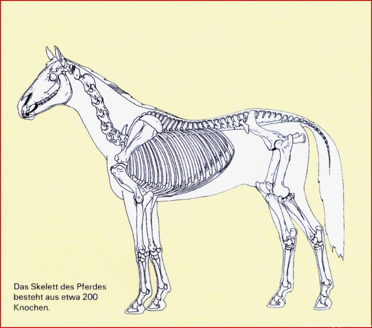 Skelett Vom Pferd information online