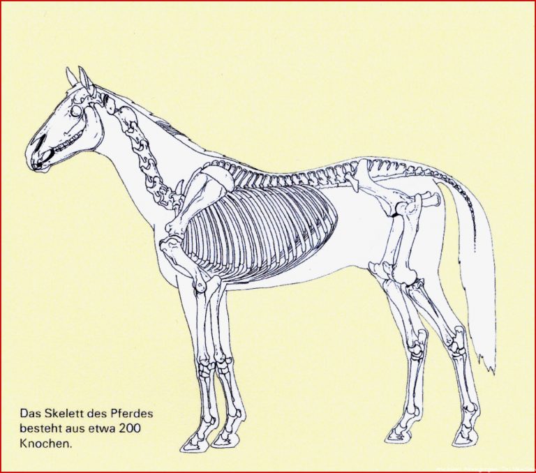Skelett Vom Pferd Information Online
