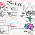 Sketchnote Nerven Und Gehirn – Unterrichtsmaterial Im Fach