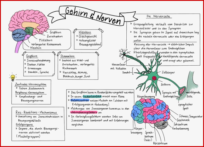 Sketchnote Nerven Und Gehirn – Unterrichtsmaterial Im Fach