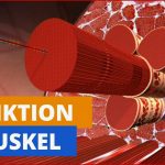 So Funktioniert Ein Muskel Planet Schule