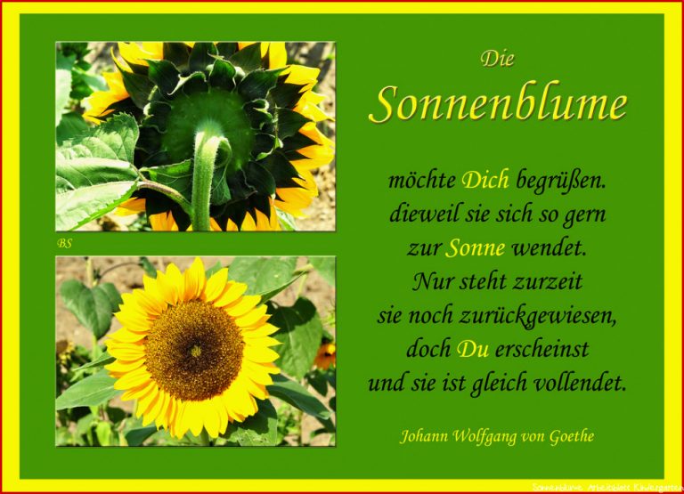 Sonnenblume Arbeitsblatt Kindergarten