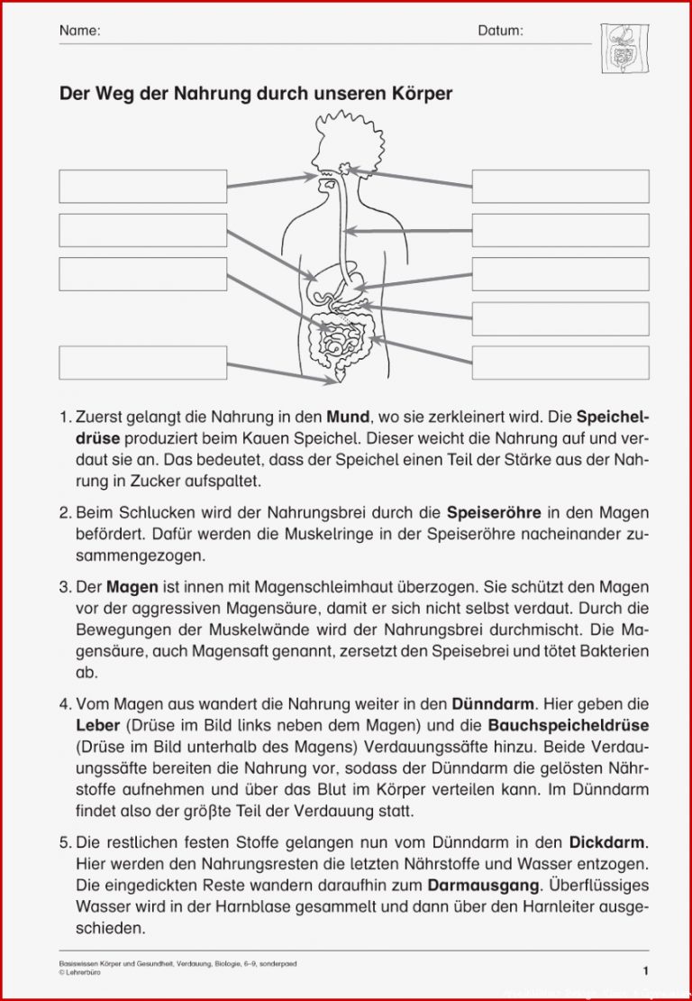 Sopäd Unterrichtsmaterial Biologie Körper Und Gesundheit